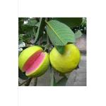 Cloud Farm Hybrid Taiwan Pink Guava Fruit Healthy Plant (Color: in side pink),CF_N97