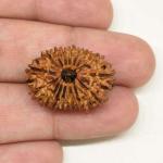 Feel Touch Mart 16 Mukhi Rudraksha Nepal Beads Original Rudraksha by Lab Certified