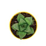 UGAOO Haworthia Retusa Hybrid Succulent Live Plant with Pot