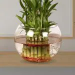 Glass Fish Bowl Solid Crystal Clear, 1 Bowl, Transparent