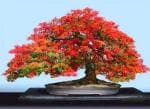 Oxygreenplant Krishnachura,Flame tree, Gul Mohar Plant,royal poinciana, and peacock flower tree,fire tree, Healthy Live Flower Plant