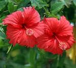 Indian Gardens Hibiscus Live Plant Indoor Outdoor 4 inch pot