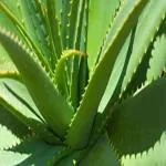 Kapebonavista Natural Gheekumari Aloe Vera Kumari Aloe Indica Burn Plant Kathalai Ghyu Kumaari Khorpad Aloe barbadensis Live Plant in Poly Bag