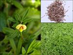 Green World Drought Tolerant Stylosanthes Hamata Fodder Grass 10 g Seed