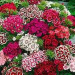 PARYAVARAAN Sweet William Flower Seeds for winter season plant live pack of 50 seeds