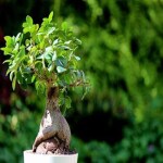 Ashokavanam Ficus Bonsai (L) - Plant