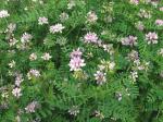Plantzoin Crownvetch Purple crown vetch Securigera varia Live Plant