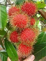 Platone Litchi PlantLichu PlantRare Red Rambutan Hybrid Exotic Fruit Seedling Live Plant Red Variety [CF061]