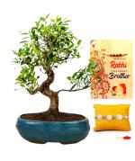 Abana Homes Green Bonsai Plants