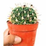 INDIAN FLORA : String of Banana , Natural Live Plant , Plastic Pot , Air Purifying , Home Decor ,