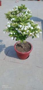 Online Plant Bazar White Double Petal Chandini Jasmine Live Plant