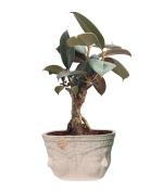 Abana Homes Ceramic Black, Green, Yellow Rubber Plant Bonsai With Pot