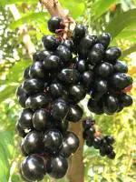 ONLINE PLANT BAZAR BLACK JAMUN/JAVA PLUM/KALA JAM THAI VARIETY GRAFTED PLANT(PACK OF-1)