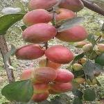 PLATONE Ber Apple Plant_Ber Apple ch RB jh(y222