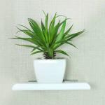 See Inside Acrylic Wall Hanging Shelves For Living Room Bedroom Bathroom Hanging Shelf For Plants Show Pieces Home Decor Rack Acrylic Wall Shelf (Number Of Shelves - 1, White)