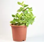 Baby Sun Rose | Aptina Cordifolia | Heart Leaf Ice Plant By India Gardening