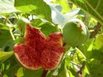 Cloud Farm Turkish Fig Healthy Plant Produced by Air Layered Method [CF623]