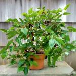 Infinite Green Fruit Plant S