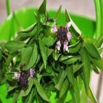 Vi Vethan Thiruneetrupachilai (SWEET BASIL) 100gm