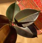 Cloud Farm Healthy Rubber Plant for Indoor Home Decoration Air Purification [CF943]