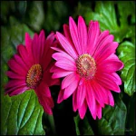 Ashokavanam Gerbera Daisy (pink) Plant