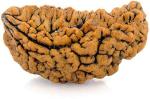 Feel Touch Mart 1 Mukhi Nepal Rudraksha Original Certified Pure Nepali Mukhi Kaju Dana Rudraksha Real One Mukhi Rudraksha Original for Wearing, Jaap & Meditation