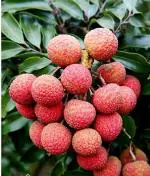 Zomoloco Litchi PlantLichu PlantLychee/Litchi fruit plant