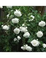White Rose Fresh Exotic Flower Seeds