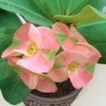 Cloud Farm Euphorbia Mili Crown of Thorns Healthy Flower Plant [CF73]