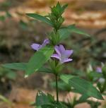 CooPany December Poo Healthy Live Plant With Safe & Secure Packing (1 feets to 3 feets Height Plant) Pack of 2 Plant