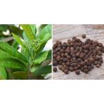 Cloud Farm All Spice Pimenta Dioica spice scented leaf Spice Healthy Plants & Tree(1.5-3 Feet Size),CF_37