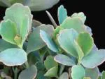 Plantzoin Lavender scallops Bryophyllum fedtschenkoi Kalanchoe Live Plant