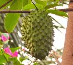 CooPany Rare Soursop Live Plant or Mullu Seetha Live Lakshman phal Live Plant with Safe and Secure Packing