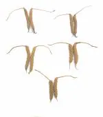 KOO Retails Edamuri Wood Balamuri Yedamuri Balamudi Nuli Kayalu Murad Phalli Wooden 11 Pieces