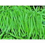 CooPany Goru Chikkudu/ Kothavaranga/ Gori Kayi Seeds 100 Seeds