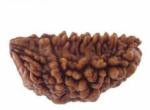 Feeltouchmart Brown Wood 1 Mukhi Superfine Nepal Rudraksha Beads Hgj00-1001-2019