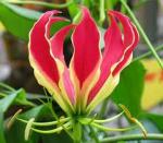 PARYAVARAAN Gloriosa Superba Plant For Outdoor Summer Gardening pack of 1 bulbs