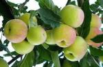Cloud Farm Geen Apple Granny Smith Hybrid Grafted Healthy Plant[CF741]