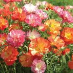 M-Tech Gardens Rare Hybrid California Poppy 
