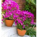 The Entacloo Baugainvillea Plant_KAJOJ PLANT NVDFKJ pai(y58