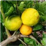 Platone Lemon PlantLebu PlantSaraswati Gardens Live Galgal Lemon/Nimbu/Nimboo Fruit Plant 1 Healthy Live Plant With Plastic Bag