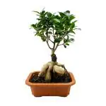 Hug A Plant Bonsai Ficus (Grafted - Ficus retusa)- Live Plant in 16cm Pot (Home & Graden)