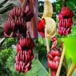 Cloud Farm Hybrid and Rare Dwarf Musa Banana Plant - 200 mm CF111209