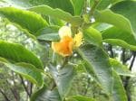 Plantzoin Golden champa Champak Magnolia champaca Swarna champa Live Plant