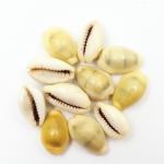 ORAMSA Yellow kaudi for pooja | Peeli/Yellow Kawri Kodi Peeli Cowrie Sea Shell | Laxmi and Diwali Pooja Article Kaudi Shells (Pack of 11)