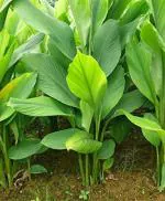 Heaven Of Saplings Turmeric Plant (Pack of 1)