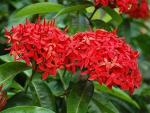 Dream Mall Ixora Red Flower Plant - Beautiful Home Decor Plant