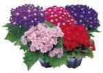 PARYAVARAAN Cineraria Flower Seeds All Season Hybrid F1 Premium 100% Germination Organic Cineraria Hansa Mix Flower Seeds pack of 50 seeds