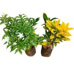 SENECIO Chandani Tagar Flower Crepe Jasmine & Variegated Yellow Croton Dwarf Ornamental LIVE Plant Combo Set