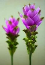 Plantogallery Curcuma Bulb (Pack Of 88) (Green) | Outdoor Decor| Lawn and Garden| Garden| | Home Accessory| Home Decors| Lawn Accessory| Garending Accessory| Curcuma Bulb|